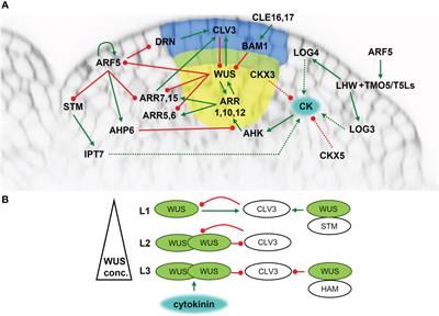 Cytokinins – regulators of de novo shoot organogenesis